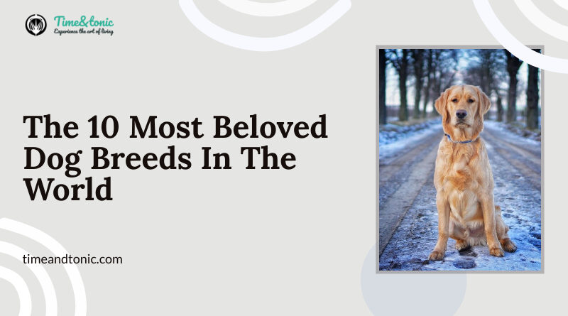 Most Beloved Dog Breeds