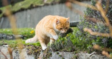 Top 10 Cat Breeds Discovering Feline Wonders