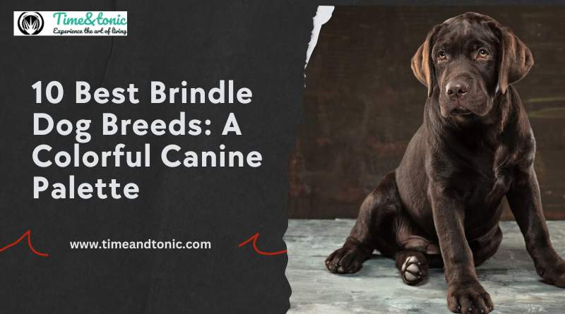 Brindle Dog Breeds