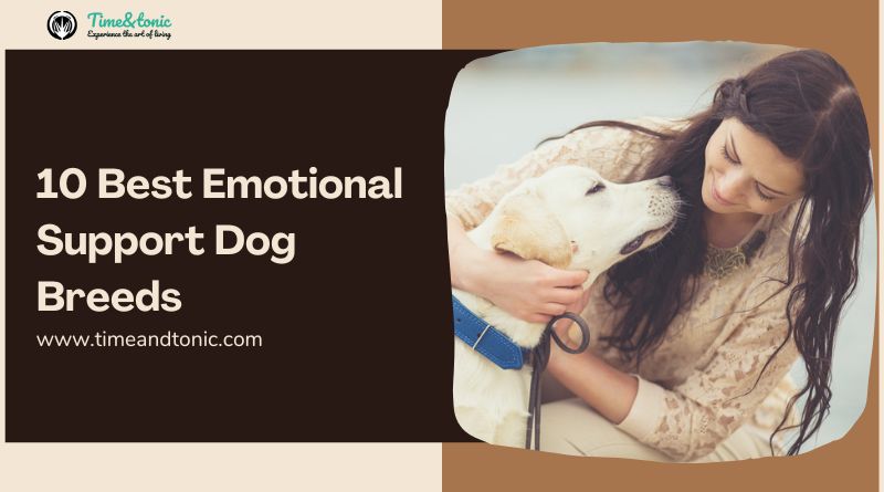 10 Best Emotional Support Dog Breeds