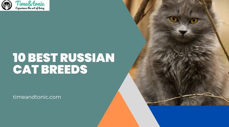 Best Russian Cat Breeds