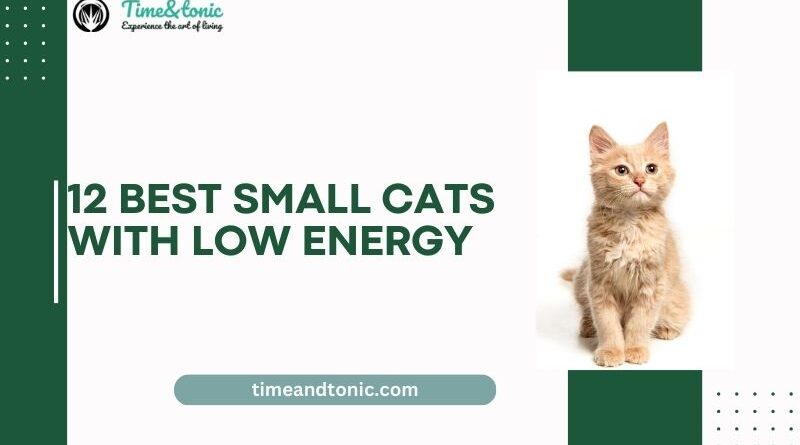 Best Small Cats With Low Energy