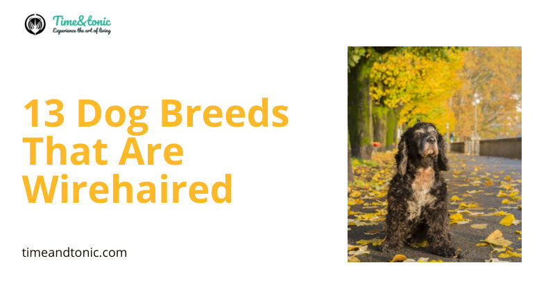 Dog Breeds That Are Wirehaired