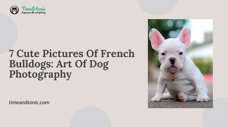 Cute Pictures Of French Bulldogs