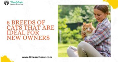 8 Breeds of Cats That Are Ideal for New Owners