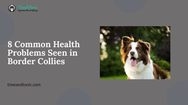8 Common Health Problems Seen in Border Collies