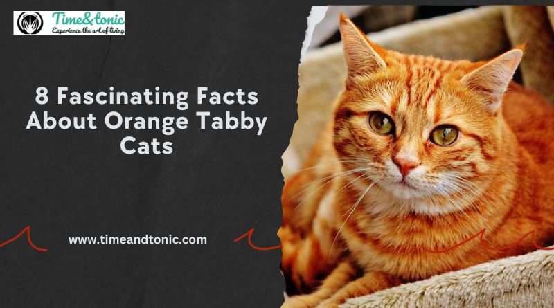 Facts About Orange Tabby Cats