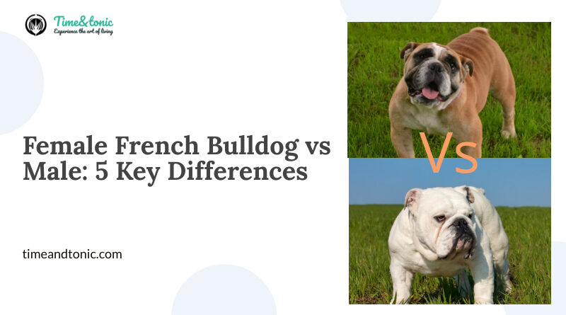 Female French Bulldog vs Male