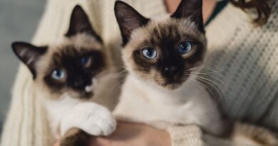 Seven Eerily Lovely Siamese Cats and Kittens