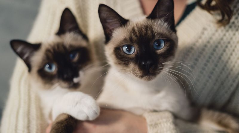 Seven Eerily Lovely Siamese Cats and Kittens