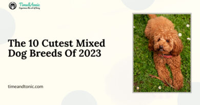 Cutest Mixed Dog Breeds
