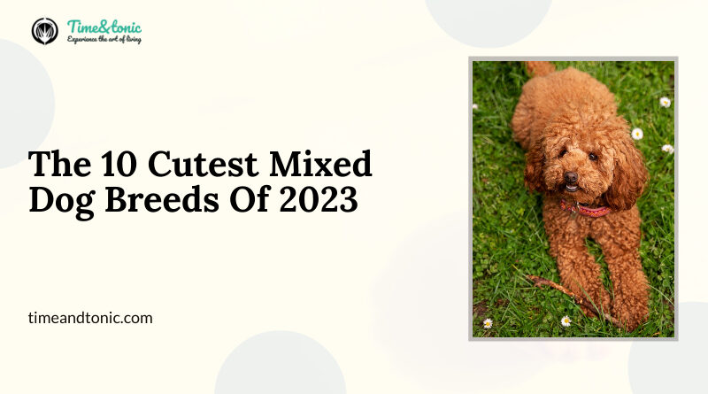 Cutest Mixed Dog Breeds