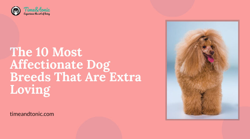 Most Affectionate Dog Breeds