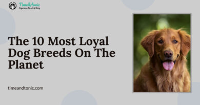 Most Loyal Dog Breeds