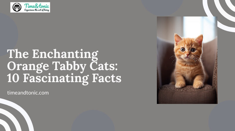 Orange Tabby Cats