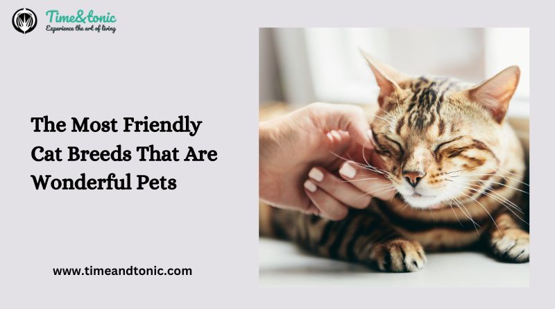 The Most Friendly Cat Breeds That Are Wonderful Pets