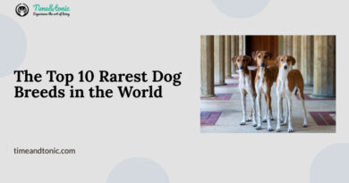 The Top 10 Rarest Dog Breeds in the World