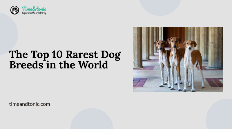 The Top 10 Rarest Dog Breeds in the World