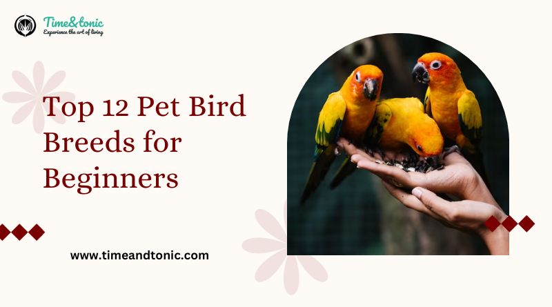 Top 12 Pet Bird Breeds for Beginners