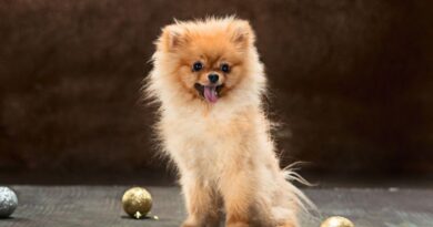 8 Toy Dog Breeds That Are Great as Pets The Little Companions You’ve Been Looking For