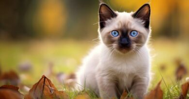 10 Best Cat Breeds With Blue Eyes
