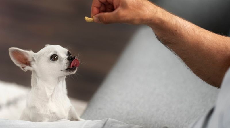 10 Best DIY Dog Treats For Puppies