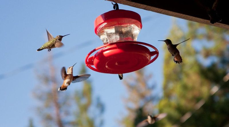 Worst Places to Hang a Hummingbird Feeder