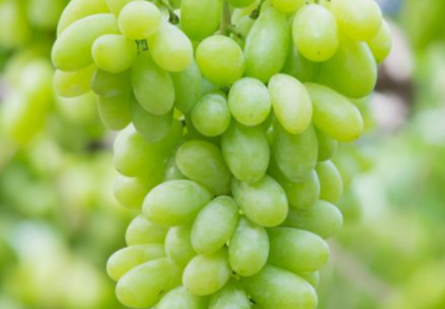 Powerful and Delicious: Unveiling the Health Benefits of Grapes