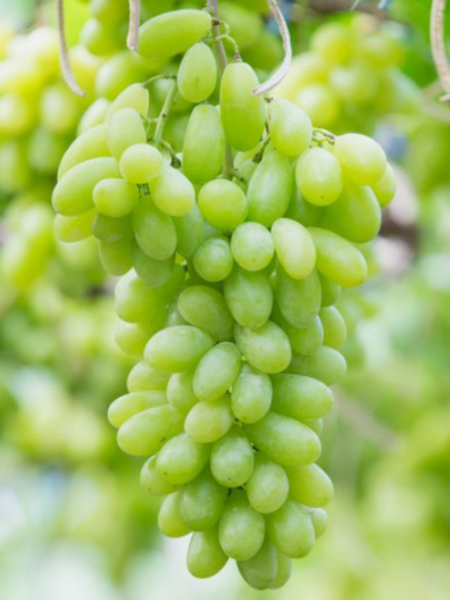 Powerful and Delicious: Unveiling the Health Benefits of Grapes