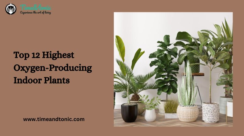 Top 12 Highest Oxygen-Producing Indoor Plants