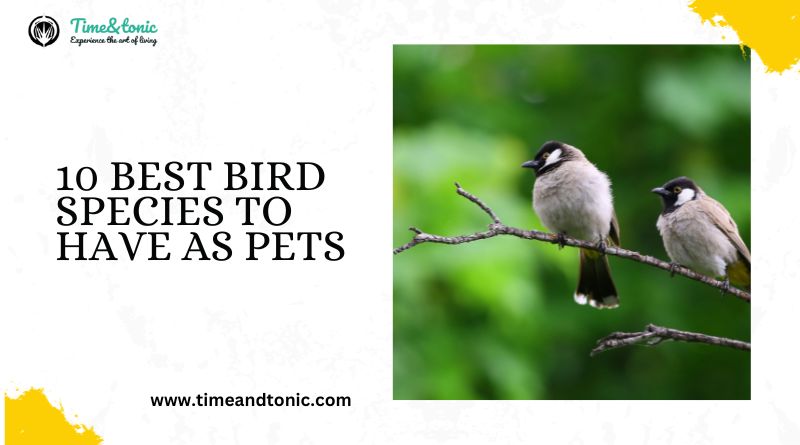 10 Best Bird Species To Have As Pets