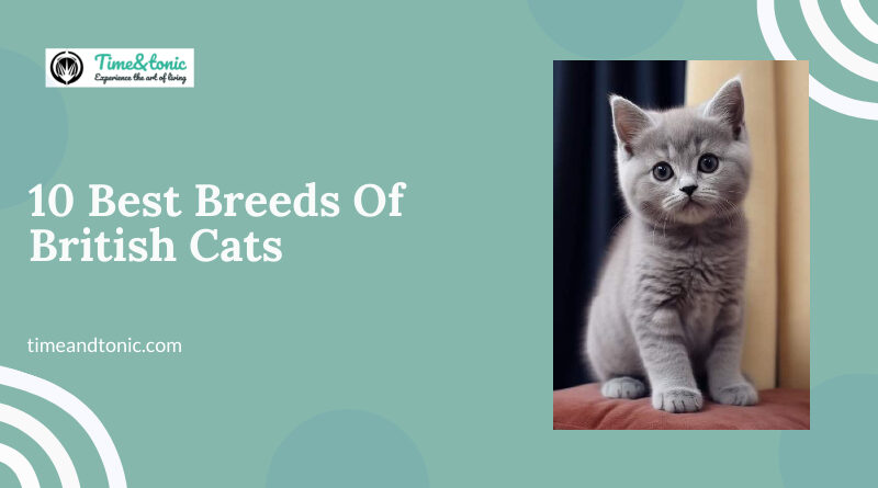 10 Best Breeds Of British Cats