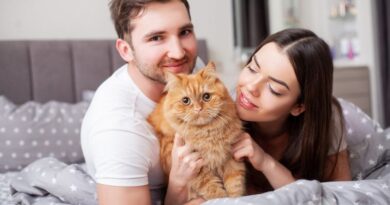 10 Most Popular Cat Breeds for Feline Lovers A Guide to Beloved Companions