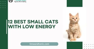 Best Small Cats With Low Energy