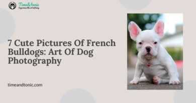 Cute Pictures Of French Bulldogs