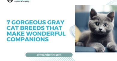 Gorgeous Gray Cat Breeds That Make Wonderful Companions