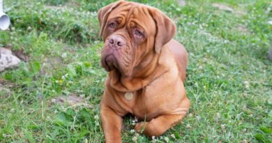 7 Rare Types of Mastiffs Majestic and Protective Canine Companions