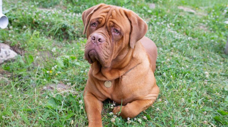 7 Rare Types of Mastiffs Majestic and Protective Canine Companions