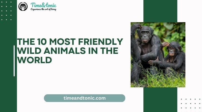 The 10 Most Friendly Wild Animals in the World