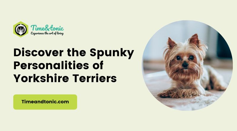 Spunky Personalities of Yorkshire Terriers