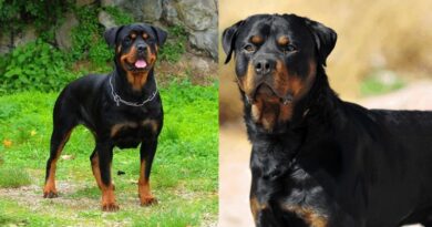 Male vs. Female Rottweiler 10 Key Differences