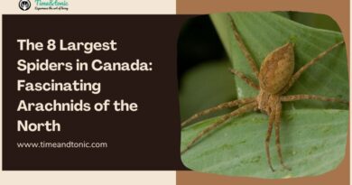 The 8 Largest Spiders in Canada: Fascinating Arachnids of the North