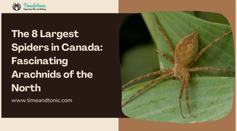 The 8 Largest Spiders in Canada: Fascinating Arachnids of the North