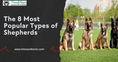 The 8 Most Popular Types of Shepherds