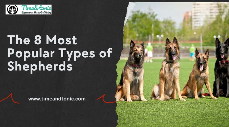 The 8 Most Popular Types of Shepherds