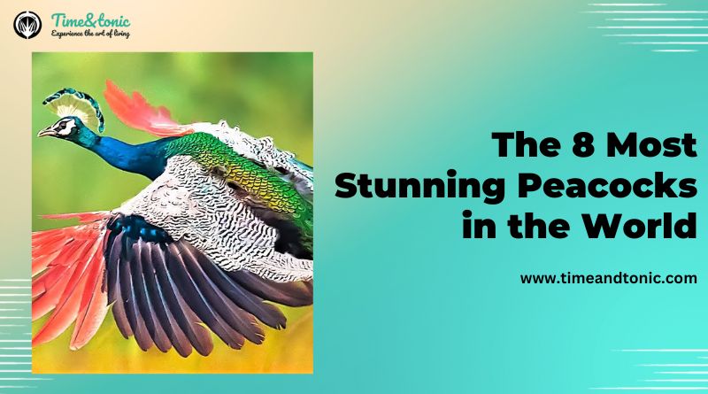 Most Stunning Peacocks in the World