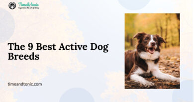 Active Dog Breeds