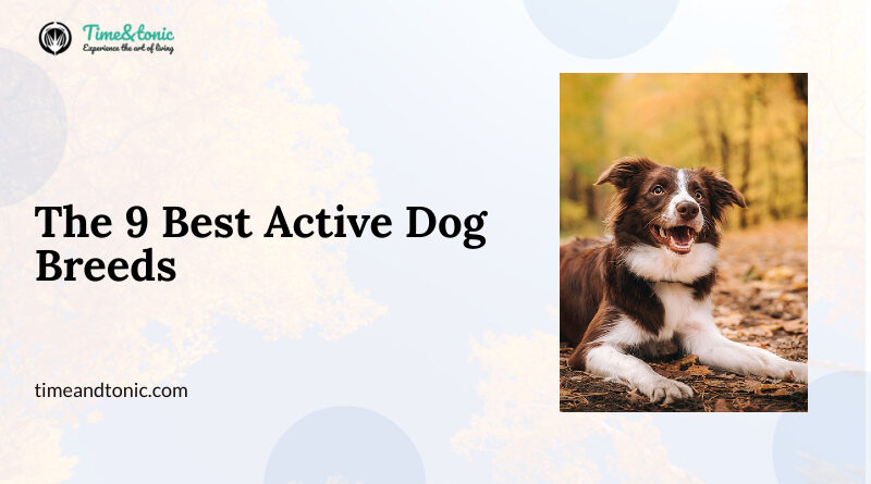 Active Dog Breeds