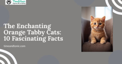Orange Tabby Cats