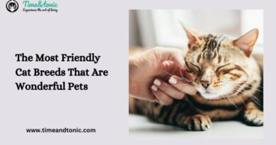 The Most Friendly Cat Breeds That Are Wonderful Pets